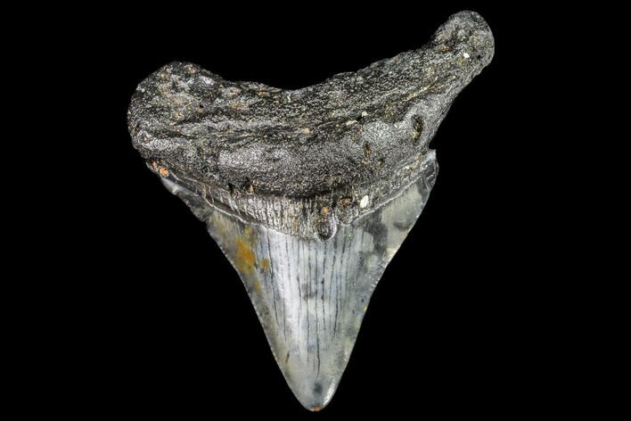 Juvenile Megalodon Tooth - Georgia #111621